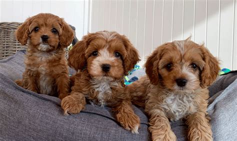 They are ready to go. . Puppies for sale melbourne